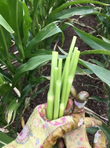 8A35B359-D300-4BFD-B84A-1CB6FCE60F78