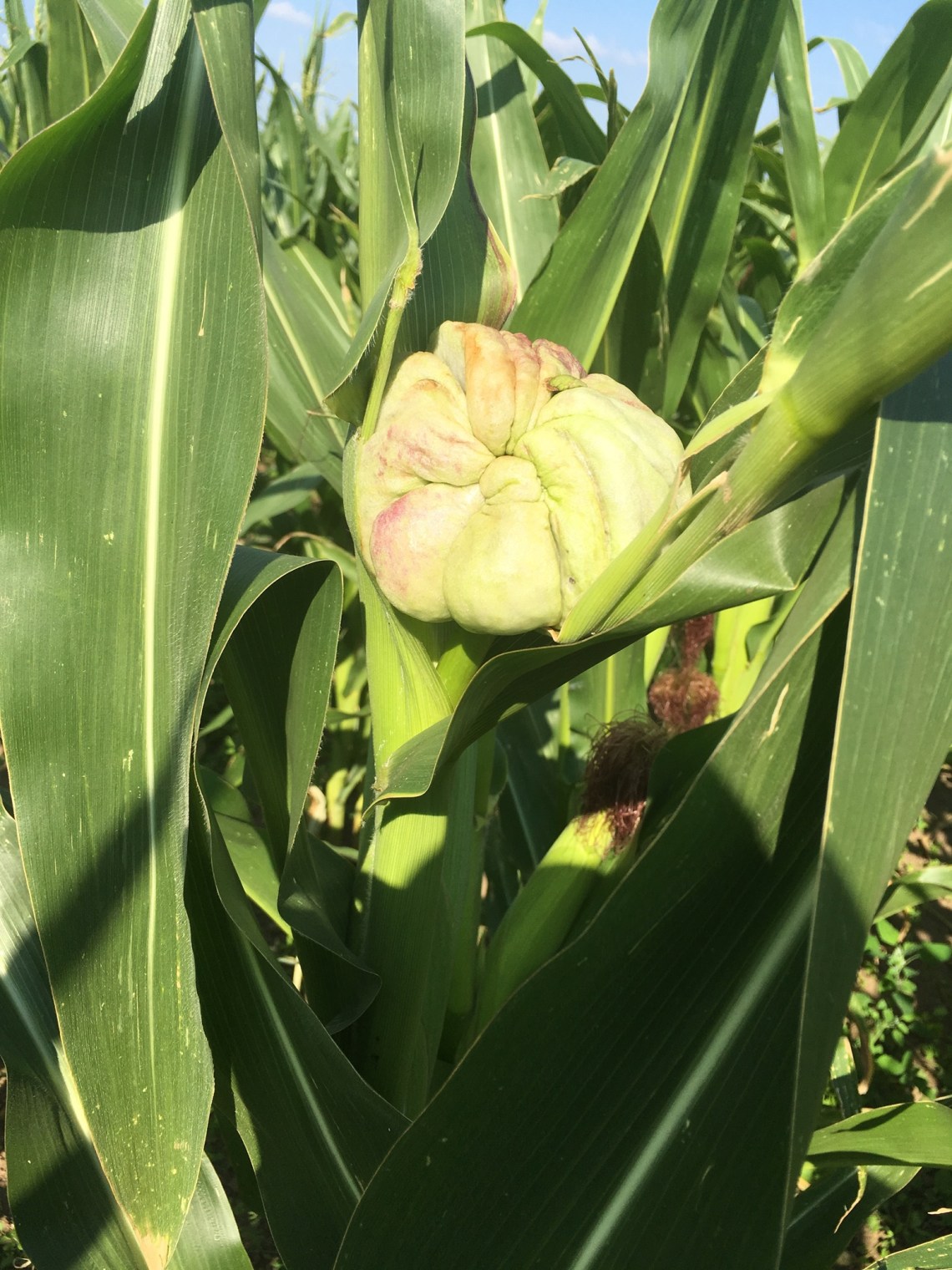 5D0F255C-1B79-42AE-8CE4-0A57D7F9DDAC