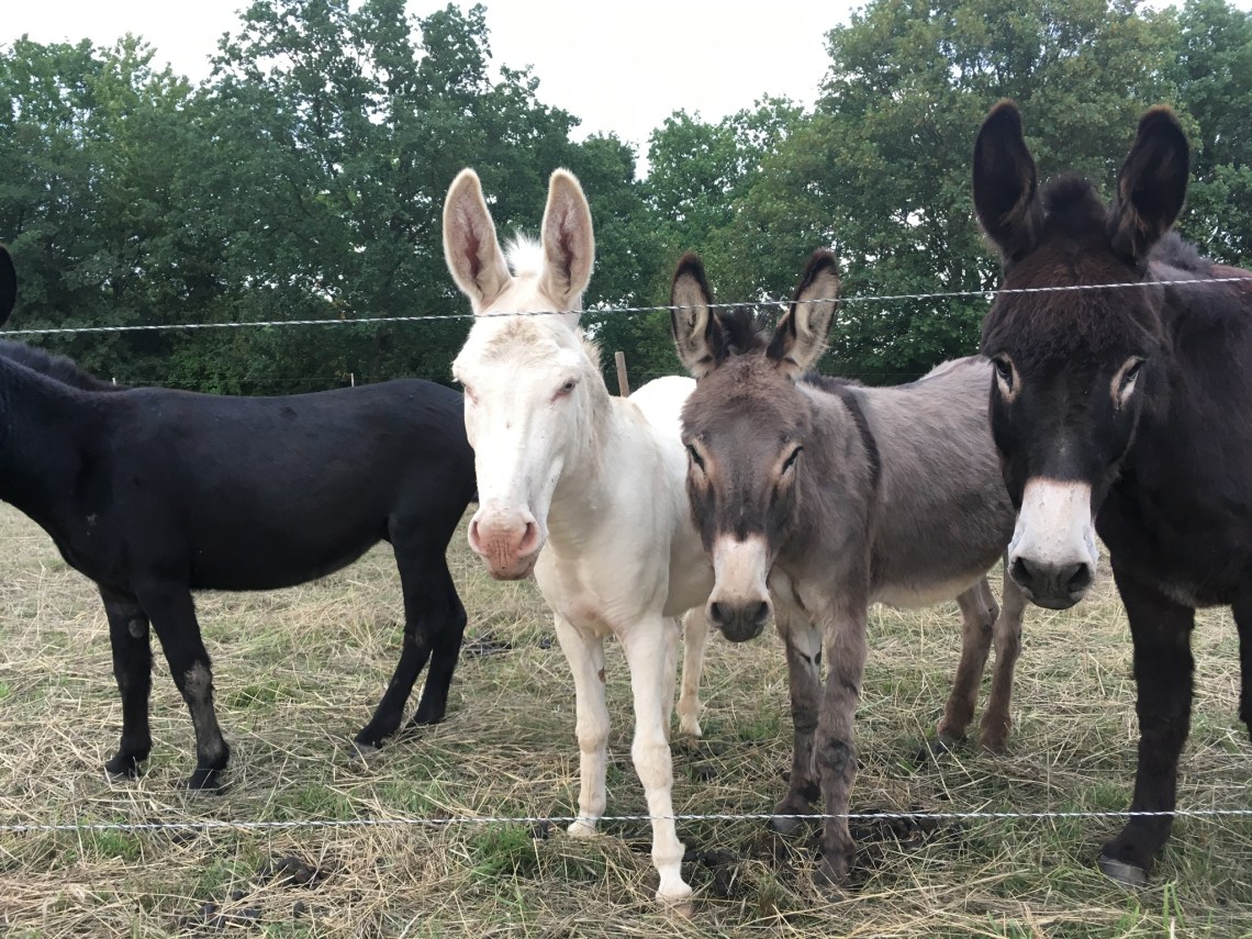 E7761C4F-7395-433F-BA1C-6CCA1F0B1162